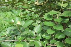 Cordia macleodii